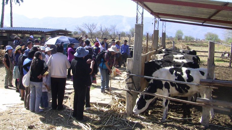 Pequeños productores que participan en el proyecto de CIUDADANÍA “Pactos municipales para el desarrollo local” y funcionarios del Gobierno Municipal de Cliza, durante la visita a la planta de procesamiento de leche de la Asociación LATTE CLAKH, en septiembre de 2013. En esta oportunidad los productores intercambiaron experiencias de trabajo en campo.
